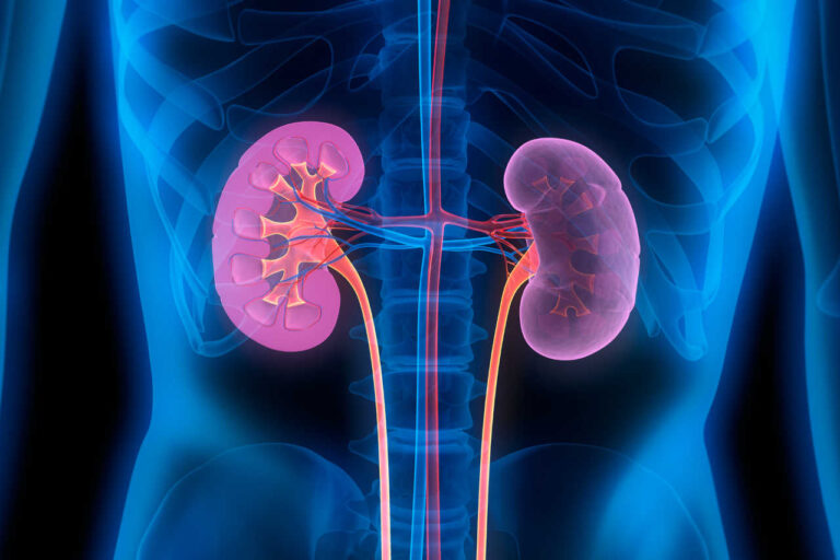 3D illustration of human kidneys