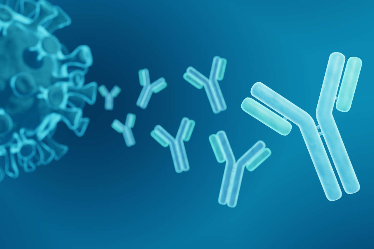 Illustration of antibodies in an immune response