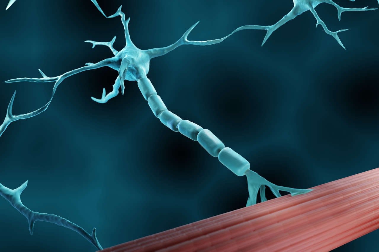 Motor neuron connected to muscle
