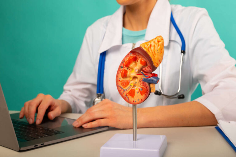 Doctor with an anatomical model of a human kidney