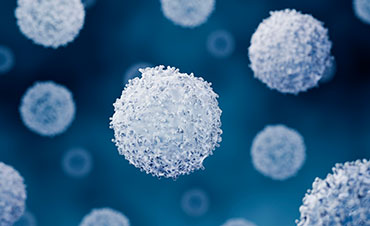 Illustration of B cells and T cells
