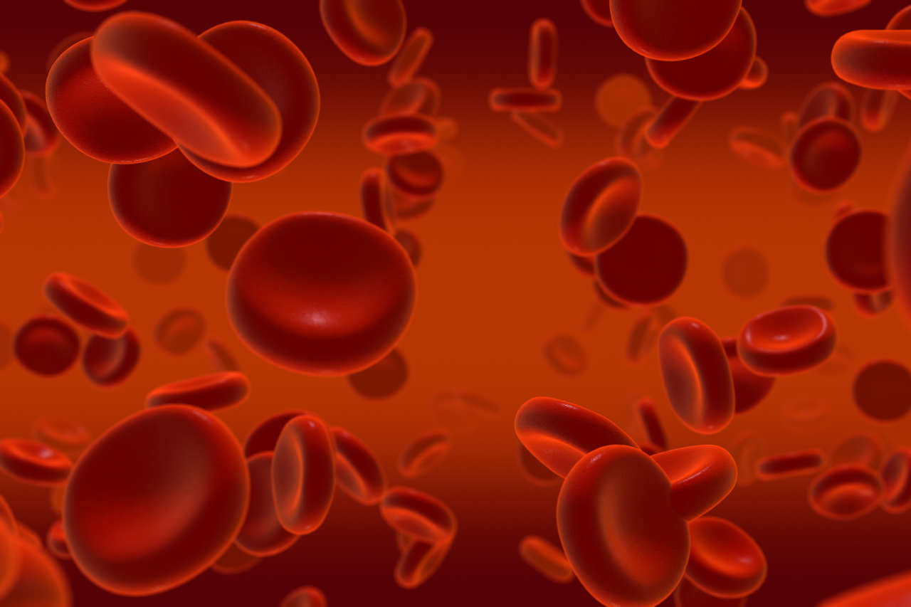 Illustration of red blood cells on a red background